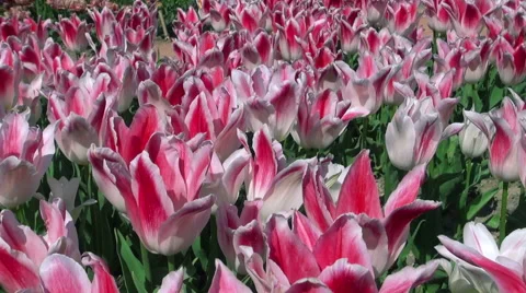Beautiful colorful tulips Stock Footage 49974868