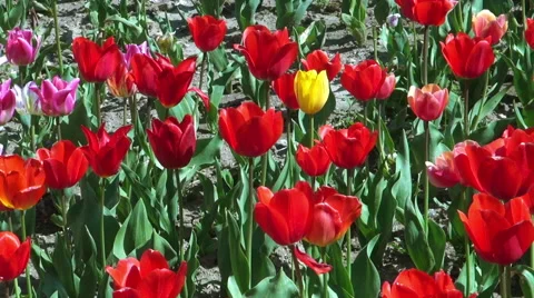 Beautiful colorful tulips Stock Footage 49975012