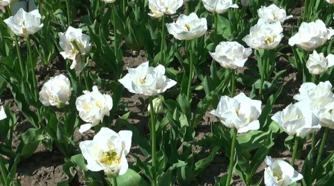 Beautiful colorful tulips Stock Footage 49975146