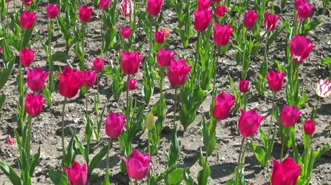 Beautiful colorful tulips Stock Footage 49975488
