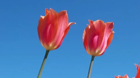 Beautiful colorful tulips Stock Footage 49975802