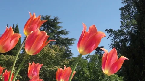Beautiful colorful tulips Stock Footage 49975965