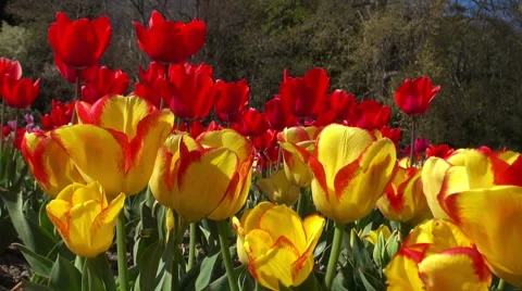 Beautiful colorful tulips Stock Footage 49976065