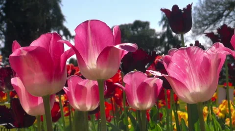 Beautiful colorful tulips Stock Footage 49976090