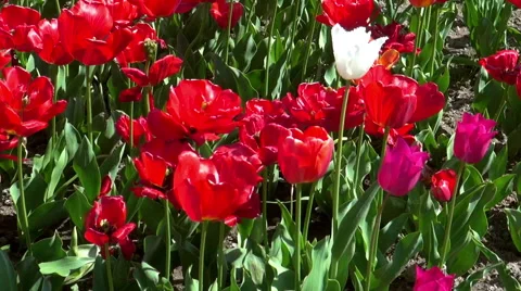 Beautiful colorful tulips Stock Footage 49976154