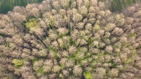 Beautiful, colorful woods in spring. Stock-Footage 106909672