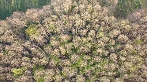 Beautiful, colorful woods in spring. Video stock 106910737