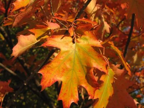 The beautiful colors of the fall Stock Photos