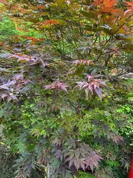 Beautiful colors of Maple tree. Stock Photos