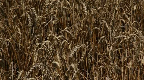 Beautiful colossus of wheat up camera Stock Footage