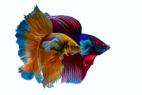 Beautiful Colourful Betta fish 库存照片