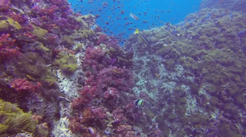 Beautiful colourful coral reef Stock Footage 33784553