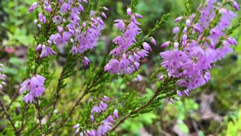 Beautiful colourful heather in the wind during summer Stock Footage 254156286