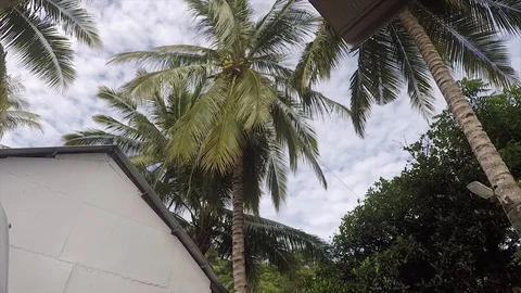 Beautiful Combination of Coconut Tree and Blue Sky in Lombok Indonesia Stock Footage 118570216