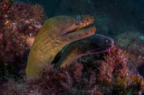 A beautiful common eel close up with teeth Foto stock