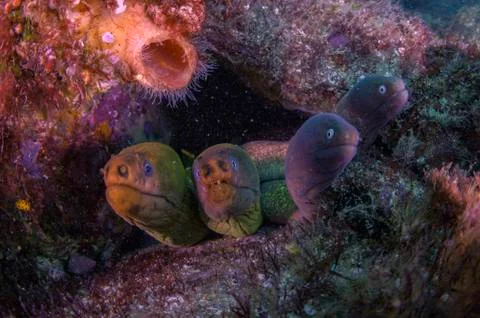 A beautiful common eel close up with teeth Stock Photos