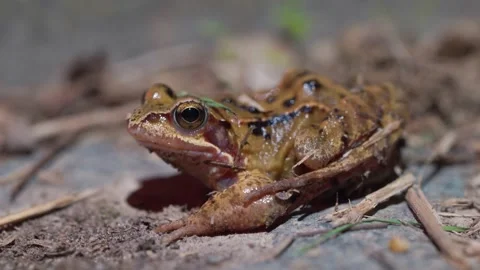 Beautiful Common Frog Captured in Detailed Macro View Revealing Glossy Skin and Stock Footage 333290360