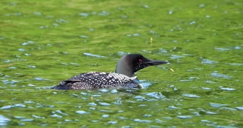 Beautiful Common Loon bird floating on the water of a Minnesota lake Stock Footage 290804195