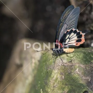 Beautiful Common Mormon Papilio polytes butterfly in rose mimicry mode Stock Photos