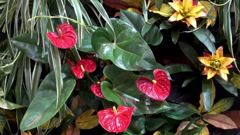 Beautiful composition of different plants with red and yellow flowers. Stock Footage 116442947