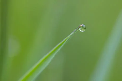 A beautiful composition with a drop and grass. A drop of rain on a fragile st Foto stock