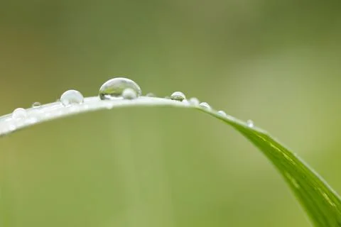 A beautiful composition with a drop and grass. A drop of rain on a fragile st Stock Photos