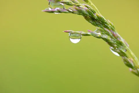 A beautiful composition with a drop and grass. A drop of rain on a fragile st Foto stock