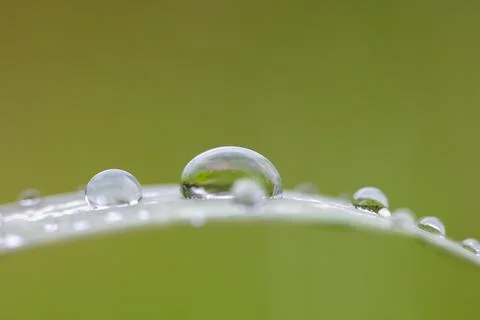 A beautiful composition with a drop and grass. A drop of rain on a fragile st Foto stock