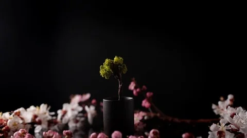 Beautiful composition flowering fruit trees on black background Stock Footage 127541302