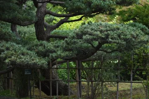 The beautiful composition of the pine tree Stock-Fotos