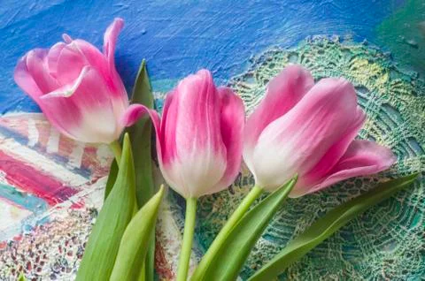 Beautiful composition with rose tulips on patterned background. Stock Photos