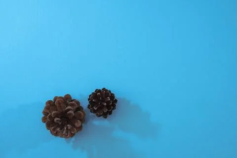 Beautiful composition with two cones on a blue background. Winter Christmas a Stock Photos