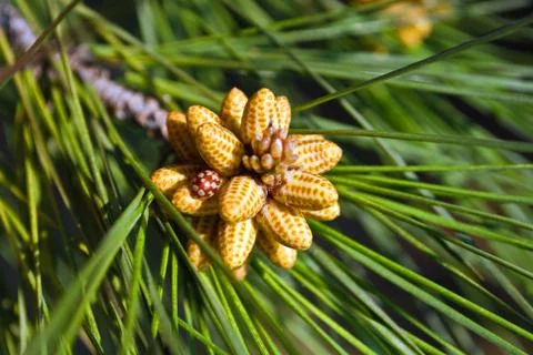 Beautiful cones Stock Photos