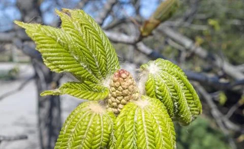 Beautiful cones Stock Photos