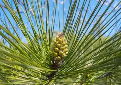 Beautiful cones Stock Photos