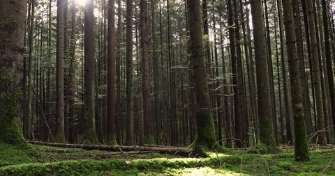 Beautiful conifer forest landscape 動画素材 95552152