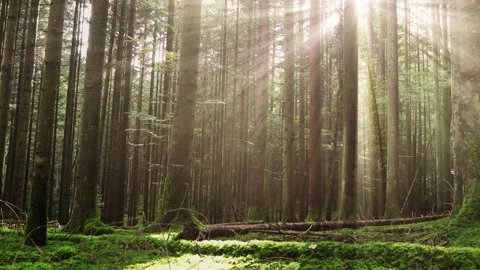 Beautiful conifer forest with sun rays Stock Footage 322902917