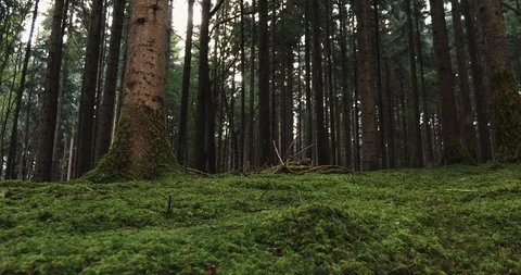 Beautiful conifer forest trees landscape Vídeo Stock 105466609