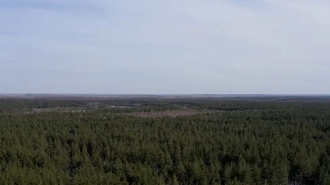 Beautiful coniferous forest in early spring. Aerial drone footage Stock Footage 124978062