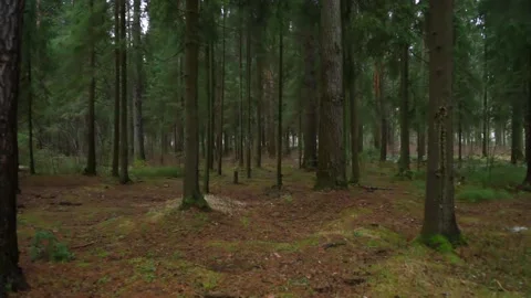 Beautiful coniferous forest Stock Footage 159896649