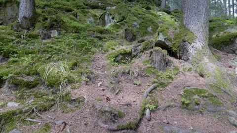A beautiful coniferous forest in the mountains Video stock 242385907