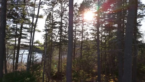 Beautiful coniferous forest at sunset, sun rays breaking through the trees Stock Footage 275602753