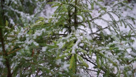 Beautiful coniferous forest in winter Stock Footage 159897792