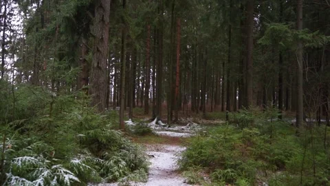 Beautiful coniferous forest in winter Stock Footage 159897852