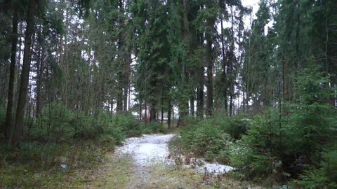 Beautiful coniferous forest in winter Stock Footage 159897860