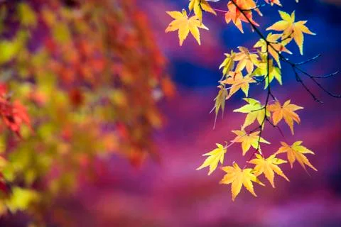 Beautiful conlorful maple leaf vibrant tree in Japan travel autumn season, Ja Stock Photos