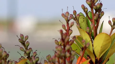 Beautiful contrast between red and green Yeddo hawthorn leaves, 4K 库存影片 340258478