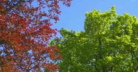 A beautiful copper beech and an oak tree are swaying in the wind Vídeos de archivo 104564934