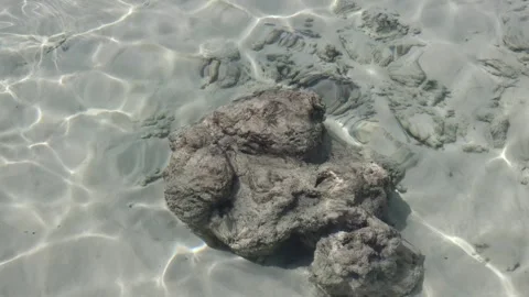 Beautiful coral formations within crystal clear water. Stock Footage 316178852