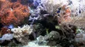 Beautiful coral reef aquarium HD Footage